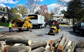 How Our Tree Care Process Works  in  Byron, CA