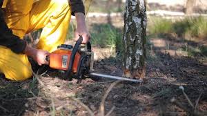 Best Root Management and Removal  in Byron, CA