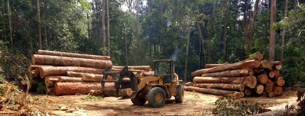 Best Tree Disease Treatment  in Byron, CA