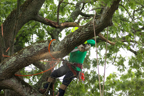 Best Seasonal Cleanup (Spring/Fall)  in Byron, CA