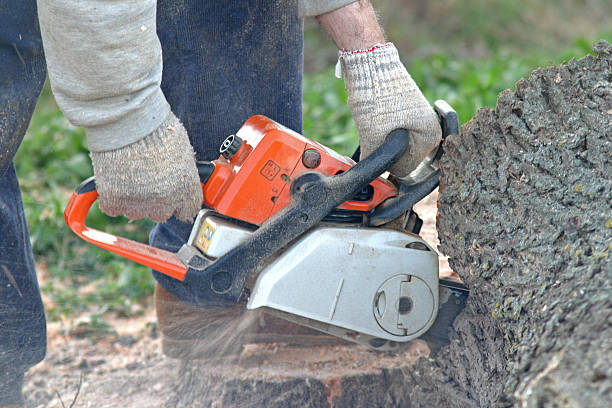 Best Emergency Tree Removal  in Byron, CA