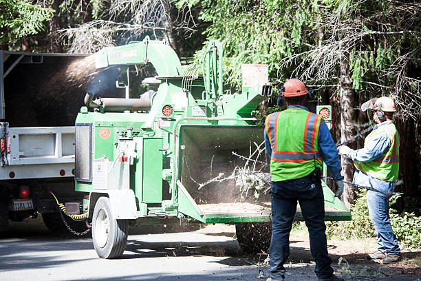 Best Tree Preservation Services  in Byron, CA