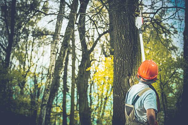  Byron, CA Tree Care Pros