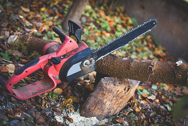 Best Stump Grinding and Removal  in Byron, CA