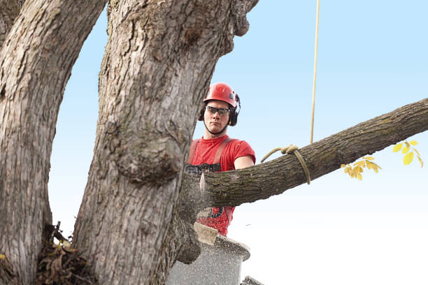 Best Aeration Services  in Byron, CA